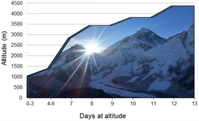 Neurovascular Coupling Remains Intact During Incremental Ascent to High Altitude (4240 m) in Acclimatized Healthy Volunteers